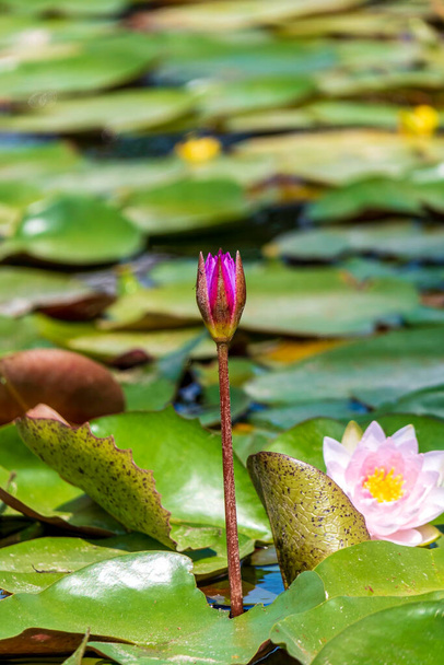 Прекрасна рожева водойма або квітка лотоса у ставку з прекрасним зеленим листям. Ізраїль - Фото, зображення