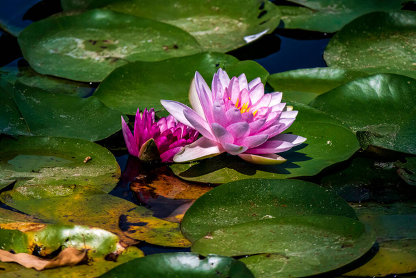 Розовые водянистые или цветки лотоса в пруду с красивым зеленым листом. Израиль - Фото, изображение
