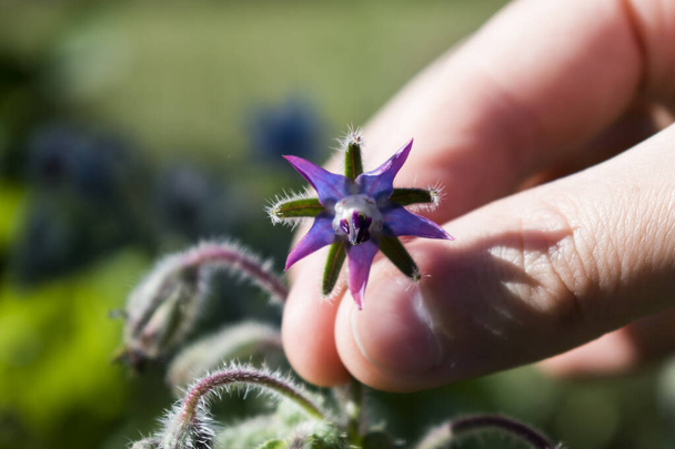 Hand picking a borage flower for cooking: salad, donut, soup, herbal infusion. Borago officinalis - Valokuva, kuva