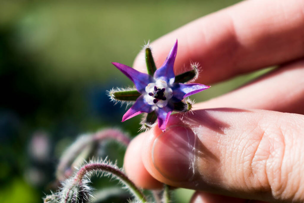 Hand picking a borage flower for cooking: salad, donut, soup, herbal infusion. Borago officinalis - Foto, immagini