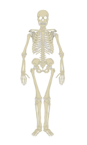 скелет
 - Вектор, зображення