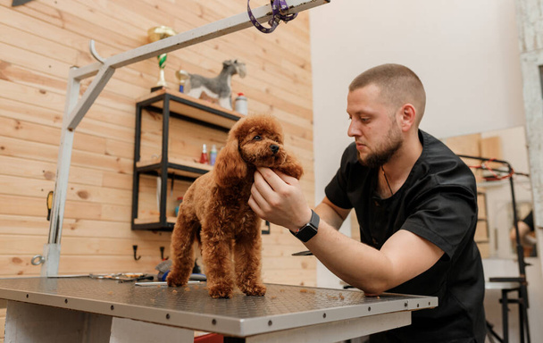 Professionele mannelijke groomer maken kapsel van poedel theekopje hond bij grooming salon met professionele apparatuur  - Foto, afbeelding