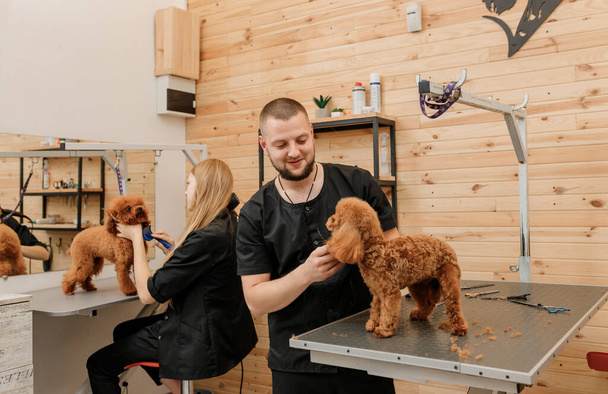 Professional male groomer making haircut of poodle teacup dog at grooming salon with professional equipment  - Foto, Bild