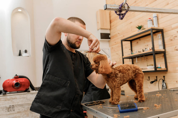 Professionele mannelijke groomer maken kapsel van poedel theekopje hond bij grooming salon met professionele apparatuur  - Foto, afbeelding