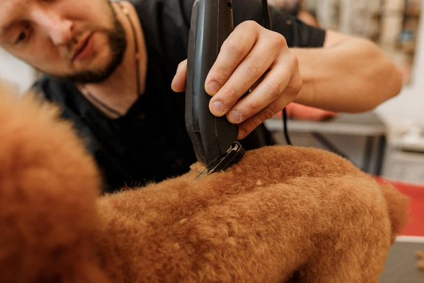 Close up of professional male groomer making haircut of poodle teacup dog at grooming salon with professional equipment  - Fotoğraf, Görsel