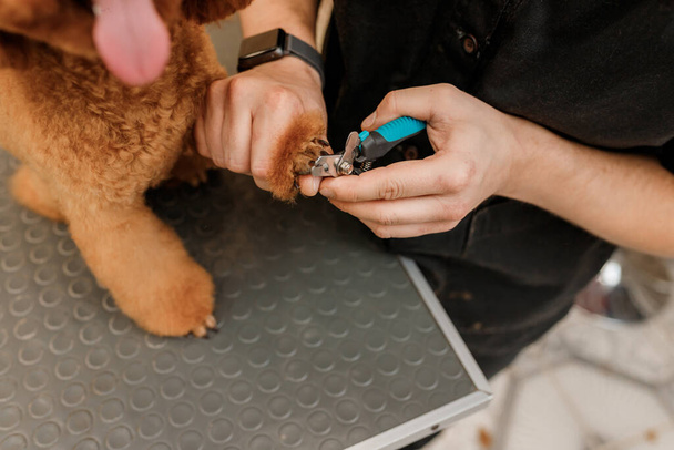 Close up of professional male groomer cuts of poodle teacup  dog's nails with professional equipment at grooming salon  - Foto, afbeelding