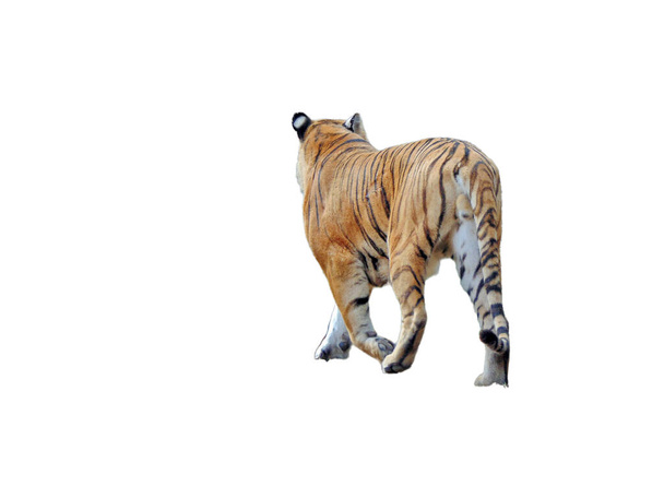 Siberian tiger isolated on white background - Photo, Image