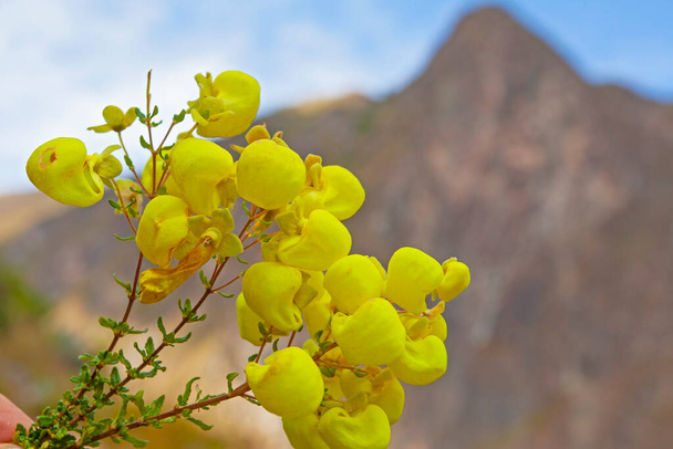 Yellow Slipper (Calceolaria) flowers on the mountains background, Andes, Ollataytambo, Peru - Photo, Image