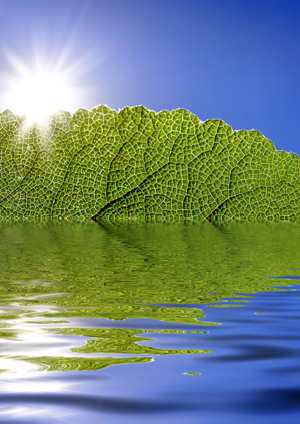 Green leaf reflected in water - Foto, Imagem