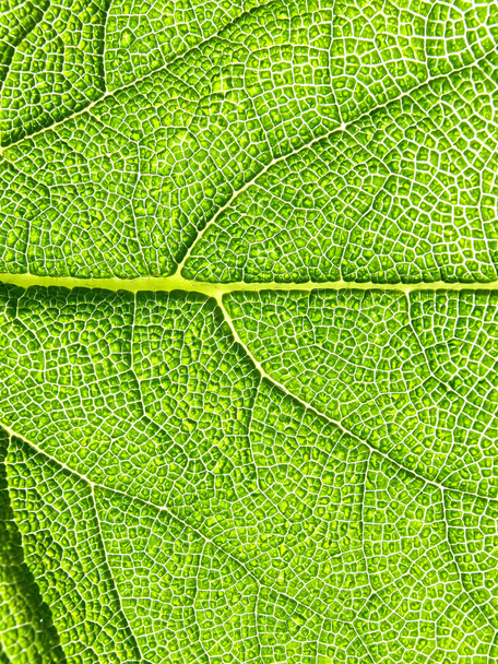 Green leaf texture, macro. 3 - Фото, изображение