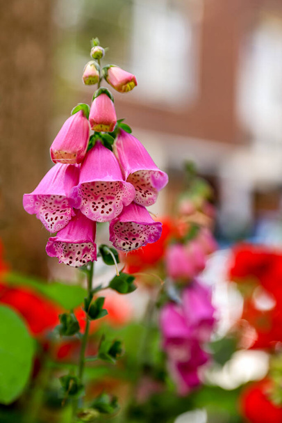 Foxglove flower in urban floral design. Medication for heart failure. Floral background - Foto, Imagen