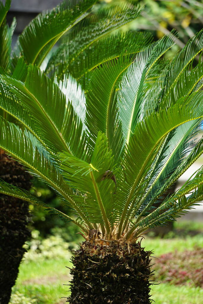 Cycas Revoluta (pakis haji, Cycas revoluta, Sotetsu, sago palm, king sago, sago cycad, Japanese sago palm) in the garden. This is also called kungi (comb) palm in Urdu speaking areas - Photo, Image
