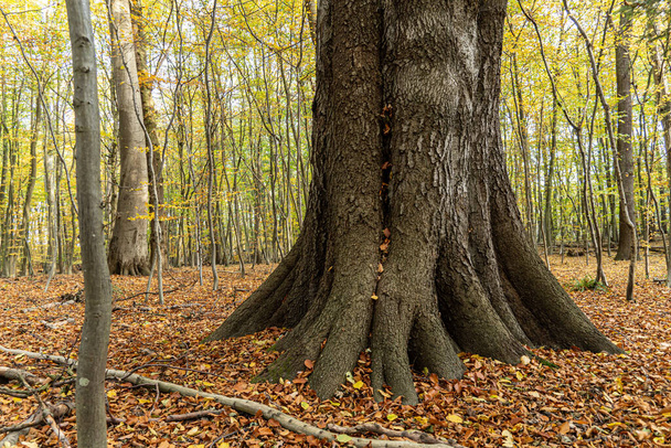 Staré stromy rostoucí v lesích Kolobrzeg. - Fotografie, Obrázek