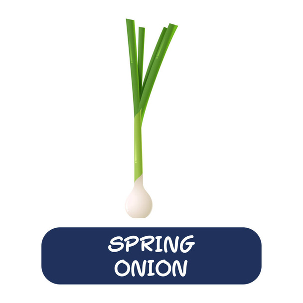 dibujos animados primavera cebolla verduras vector aislado sobre fondo blanco - Vector, imagen