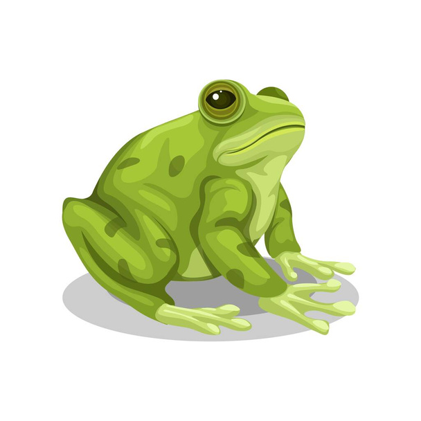 Frog sitting animal species cartoon illustration vector - ベクター画像