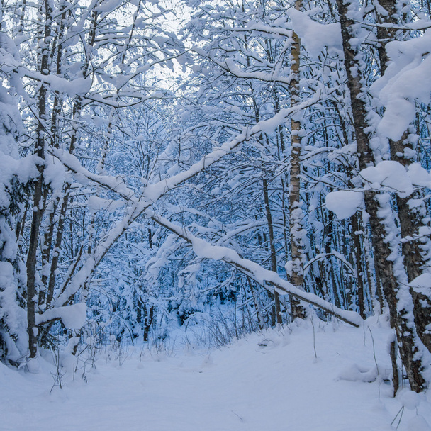 Trees covered with snow in winter forest. Viitna, Estonia. - Foto, afbeelding