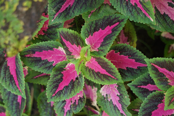 Coleus scutellarioides with a natural background - Photo, Image