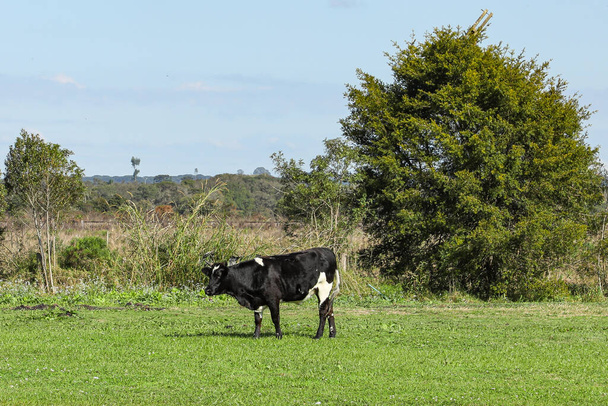 Lehmä mustavalkoisia värejä vihreä kenttä, jossa puu ja pensaita taustalla, ja sininen taivas. - Valokuva, kuva