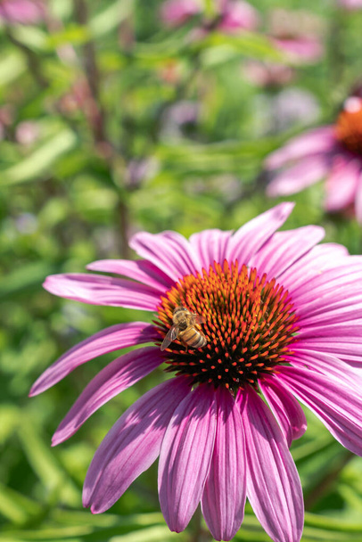 Közelkép egy mézelő méhről, amint beporoz egy gyönyörű rózsaszín tűlevelű virágot szirmokkal, amik elhervadnak egy forró nyári napon.. - Fotó, kép