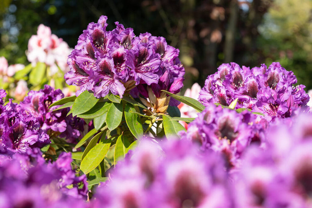Rhododendron-Hybride (Rhododendron-Hybride), Nahaufnahme des Blütenkopfes bei Sonnenschein - Foto, Bild