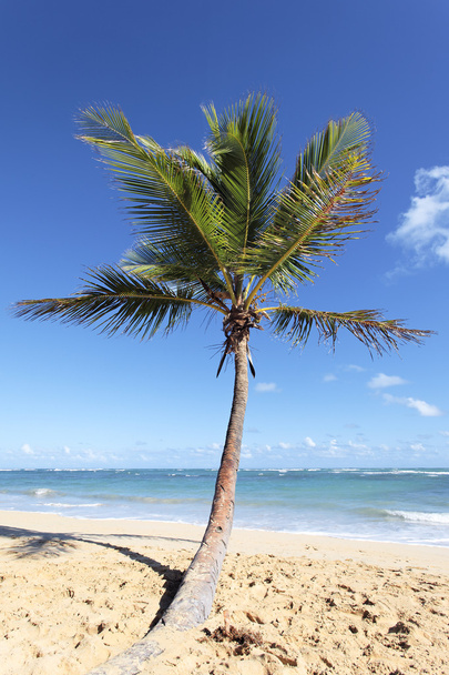 Palm tree on the beach - Foto, immagini