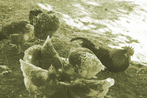 Kafesteki tavuklar serbest ya da serbest, antibiyotik ve hormonsuz tarım.. - Fotoğraf, Görsel