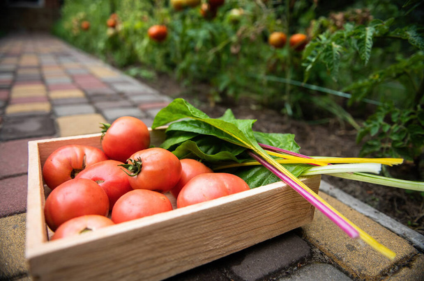 Eko çiftliğinde toplanmış sulu domatesler ve yeşil pazı yapraklarıyla dolu ahşap bir sandığa yakın çekim. Organik sebze yetiştirme ve hasat etme. Tarım işi. Çevre tarımı. Bahçecilik. - Fotoğraf, Görsel