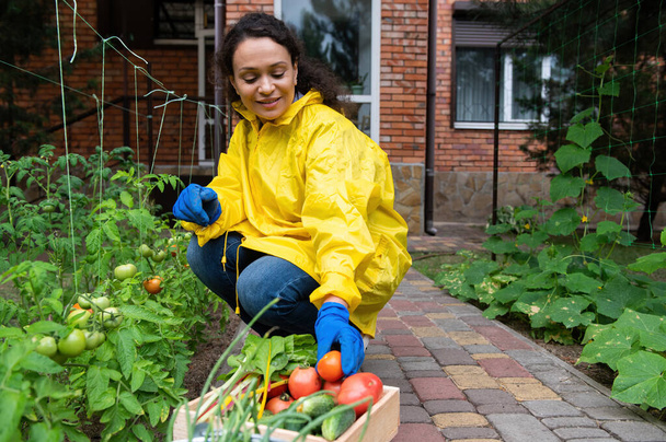 Beautiful confident woman gardener in a yellow raincoat stacking a freshly picked crop of tomatoes into a wooden box, sitting next to growing seedlings in the allotment garden of a country house - Photo, Image