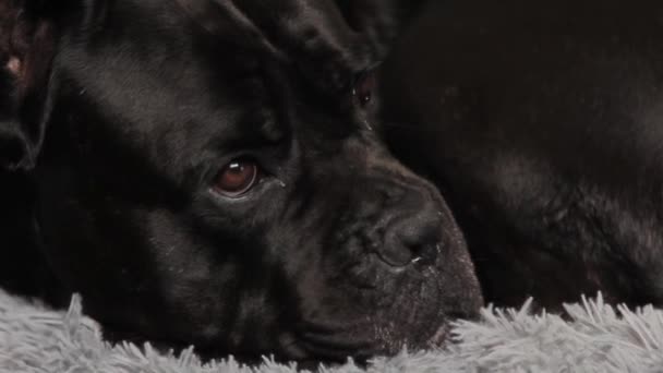 Black dog lies sadly on the owner bed and looks sadly - Imágenes, Vídeo
