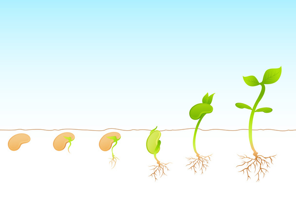 Růst rostlin - Vektor, obrázek