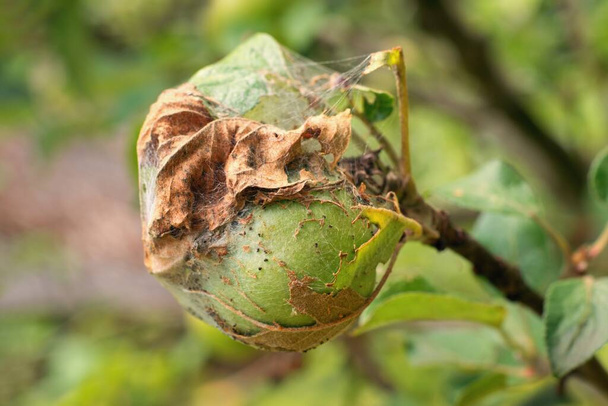 Apple Ermine Moth damage in the orchard (Yponomeuta Malinellus). Detail of affected fruit. - Photo, Image