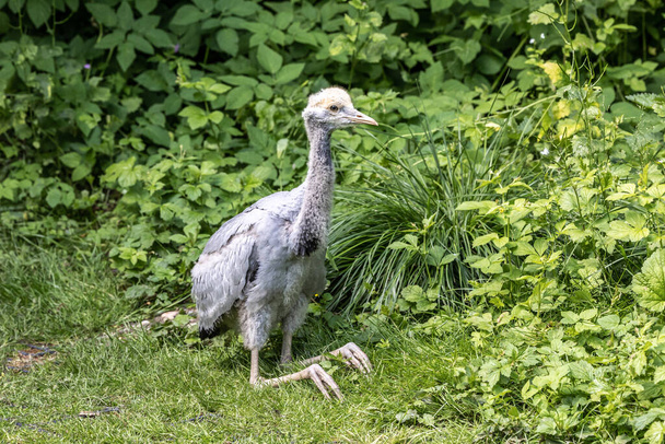 Beautiful yellow fluffy Demoiselle Crane baby gosling, Anthropoides virgo are living in the bright green meadow during the day time. It is a species of crane found in central Eurosiberia - Фото, зображення