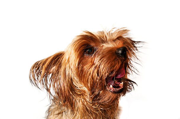Yawning dog - Foto, imagen