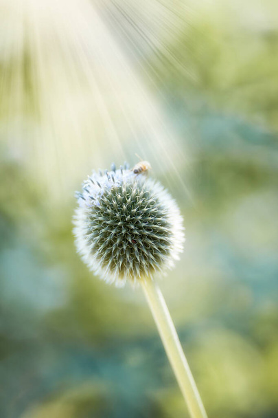 Крупним планом рослина блакитного глобуса запилюється бджолами в саду влітку. Ботаніка росте на зеленому полі в сільській місцевості. Масштаб квітів, що цвітуть з комахами на лузі
. - Фото, зображення