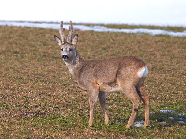 European Roe Deer (Capreolus capreolus) - Photo, Image