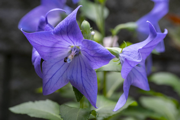 Close-up of Blue Balloon Flowers in a Garden - Foto, imagen