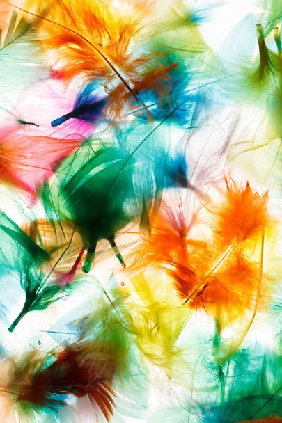Colorful feathers - Foto, Bild