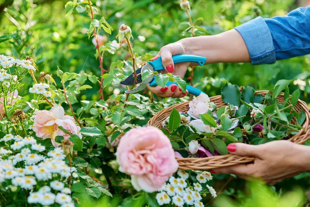 Hands of woman caring for rose bush in garden in flower bed, removing dry faded flowers. Landscaping garden, backyard, hobby and leisure, summer season, beauty of nature concept - Фото, зображення