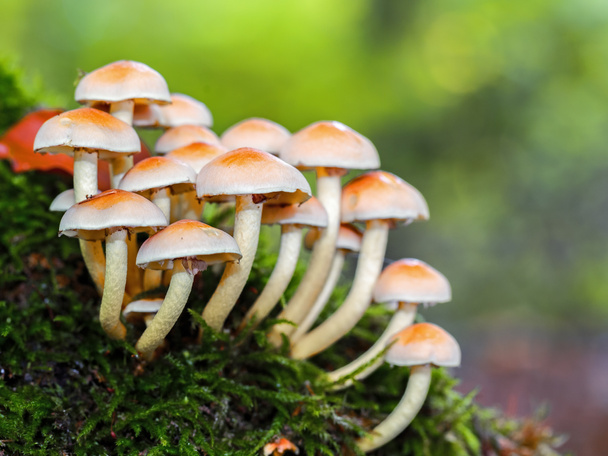 Дикий лесной гриб
 - Фото, изображение