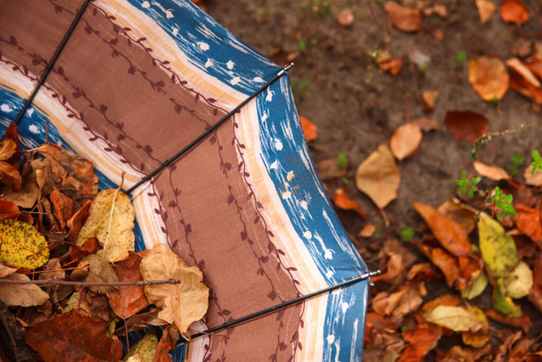 Defocus autumn background. Dry leaves. Many flying orange, yellow, green dry leaves on umbrella. Enjoy autumn. Happy fall. Funny season. Foliage. October. Out of focus. - Valokuva, kuva