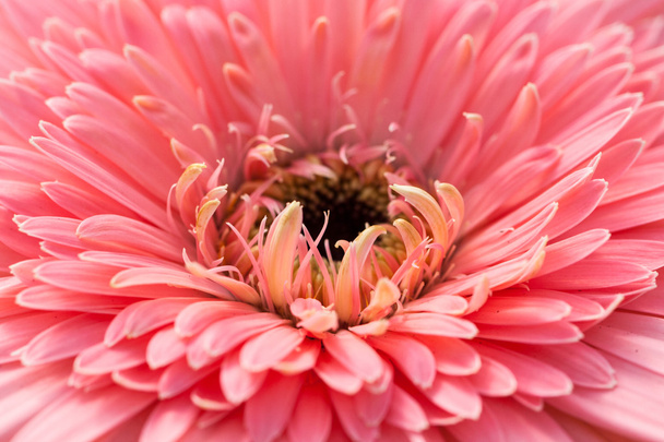Beautiful pink gerbera flower, - 写真・画像