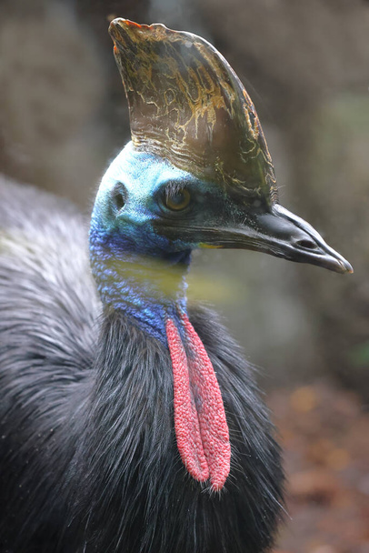 Close up of captive Southern Cassowary - 写真・画像