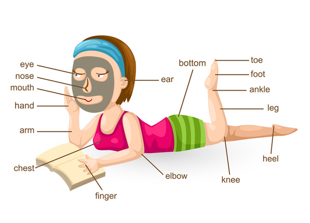 vocabulary part of body vector - Vector, Image