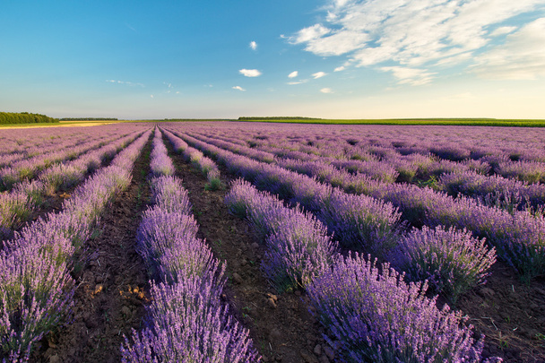 Lavender field - Valokuva, kuva
