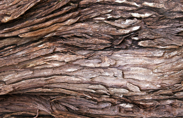 Padrões e texturas em tronco de árvore wethered
 - Foto, Imagem