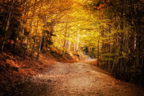 Beautiful autumn mountain woods landscape - Φωτογραφία, εικόνα