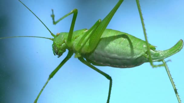 Green Grasshopper on windshield of car - Felvétel, videó