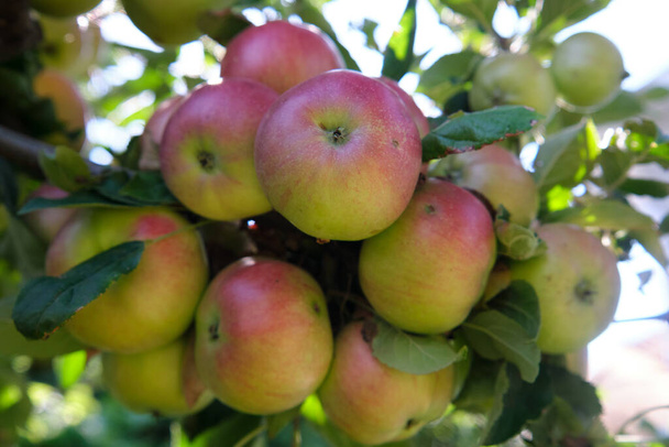 Verse rode appels in biologische boomgaard na regen. Het regent en druipt op de appels die aan de tak hangen. - Foto, afbeelding