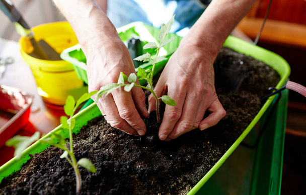 Vieil homme jardinage dans la serre à la maison. Les mains des hommes plantant des plants de tomate dans le sol, mise au point sélective. Plantation et jardinage au printemps - Photo, image