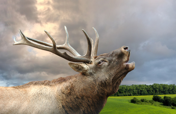 Roaring red deer in a time of estrus - Photo, Image
